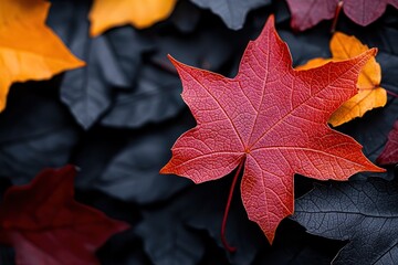 Single bright red leaf on dark, multicolored foliage.