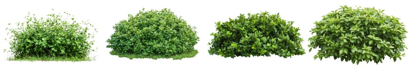 Obraz premium With clipping path, a plant is isolated on a white background