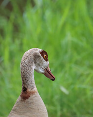 close up Egyptian goose, Protrait of an egyptian goose, sweet goose from behind in the grass, portrait goose