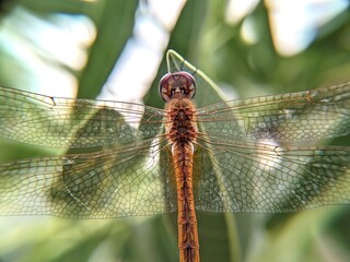 Dragonfly alight on blooming flowers or green leaves in search of food