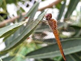 Dragonfly alight on blooming flowers or green leaves in search of food