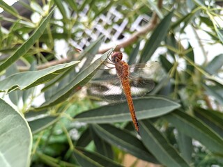 Dragonfly alight on blooming flowers or green leaves in search of food