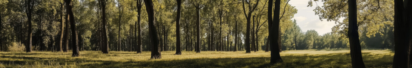 Asian landscape, tall ancient trees, broad canopies, clear blue sky, soft white clouds, no orange sunlight, neutral daylight, peaceful, harmonious, serene, nature, open land, no buildings