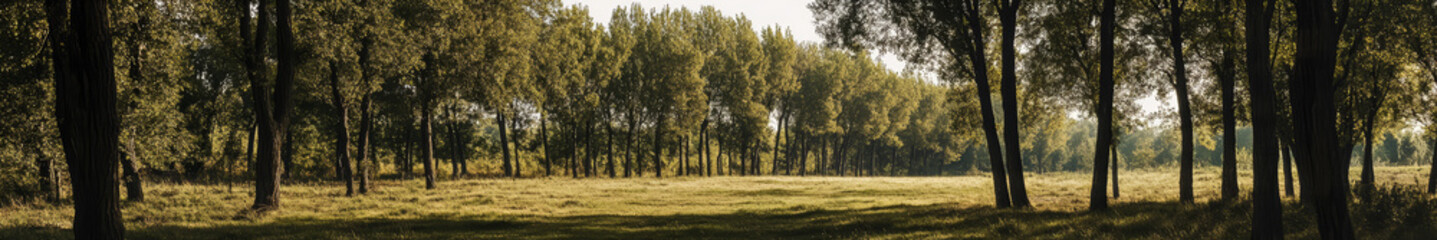 Obraz premium A serene landscape in an Asian region, featuring numerous tall, ancient trees with broad canopies spread across the scene. The trees are large and majestic, creating a sense of tranquility and natural