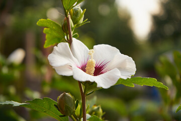Ketmia syryjska, Hibiscus syriacus L. © Marcin Łazarczyk