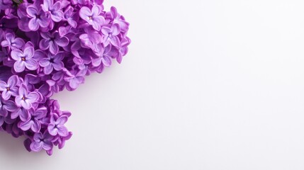 Obraz premium A close up of a bunch of purple flowers on white background, AI