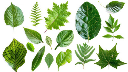 Fresh green leaves in various shapes and sizes, showcasing natures diversity and beauty.