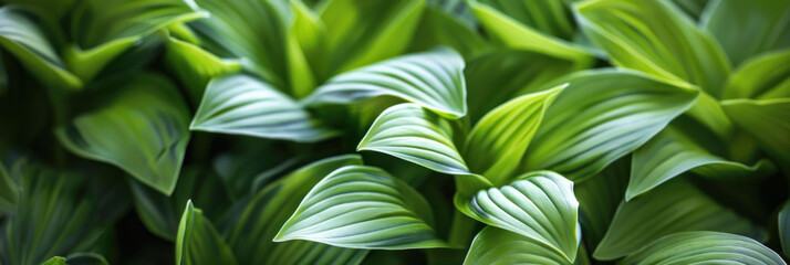 Obraz premium Lush green leaves create vibrant and refreshing atmosphere, showcasing natures beauty.