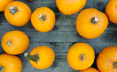 pumpkins on the market