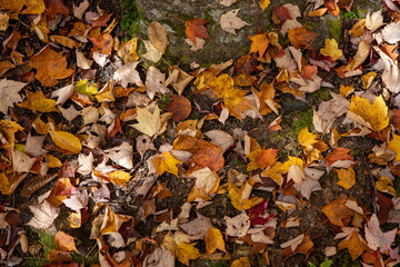 autumn leaves on the ground