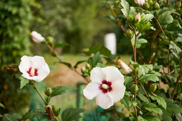 Ketmia syryjska, Hibiscus syriacus L. © Marcin Łazarczyk