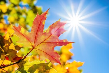 Fototapeta premium Maple leaves in autumn sunny day , ai