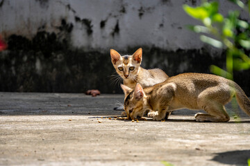 Kittens eating food while one looking at the camera- Camera used Sony Alpha 6400