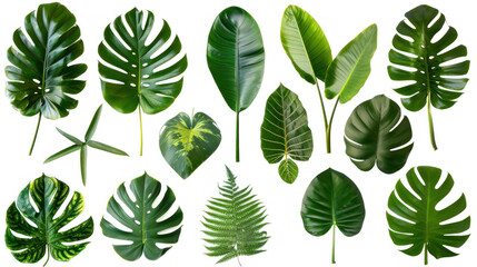 Lush green leaves in various shapes and sizes create vibrant, tropical atmosphere.
