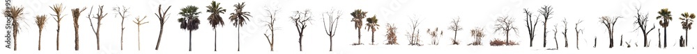 Poster On a transparency background, a set of dry trees without leaves