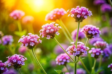 Fototapeta premium a photo image of Verbena hybrida in full bloom, showcasing its clusters of small, fragrant flowers and delicate green foliage against a warm sunny backdrop