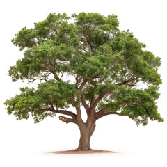 Live Oak Tree Isolated