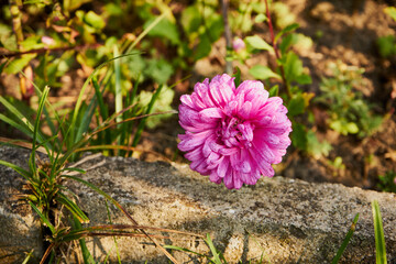 aster,kwiat  © Marcin Łazarczyk