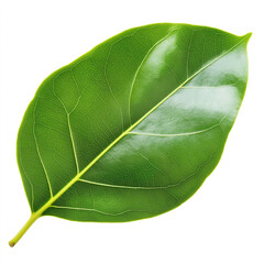 Fototapeta premium Mangrove Leaf Isolated