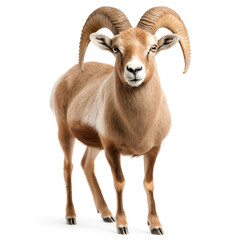 Obraz premium Mouflon Isolated