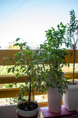 Plant in flowerpot on a cozy balcony details of house terrace. 