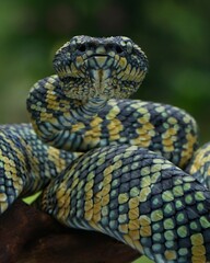 close up of a snake Wagler pit viper, venomous snakes, Tropidolaemus wagleri