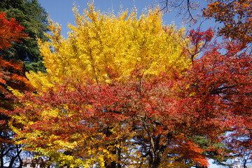 Beautiful yellow ginkgo, gingko biloba tree forest in autumn season.