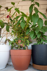Plant in flowerpot on a cozy balcony details of house terrace. 