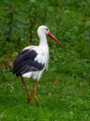 Storch