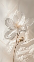 Obraz premium Creamy white flowers, pale patterned background, copy space, wedding concept.