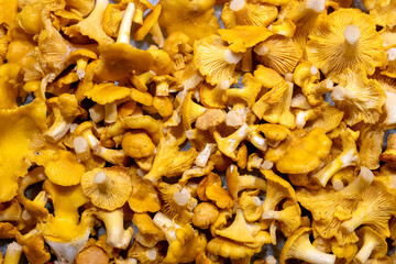 Raw yellow chanterelle mushrooms closeup.