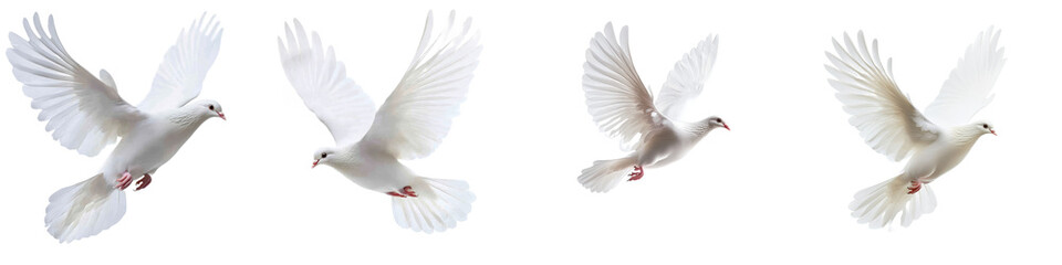 Fototapeta premium An image of a white dove of peace flying over a transparent background