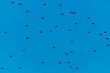 Numerous flock of starlings flying in clear blue sky