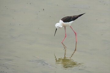 cigue&ntilde;ela com&uacute;n pescando en las aguas tranquilas de la desembocadura del rio