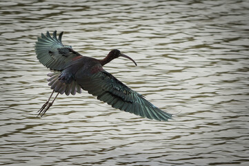morito comun volando sobre las aguas del rio Ebro