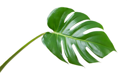 monstera plant leaves isolated on transparent background, png monstera leaves cutout