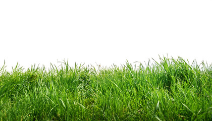 green grass isolated on white background, png grass cutout