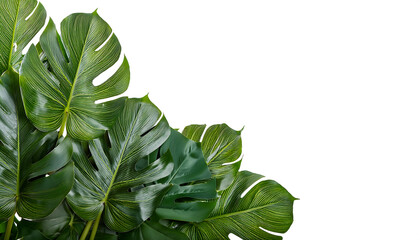 monstera plant leaves isolated on transparent background, png monstera leaves cutout