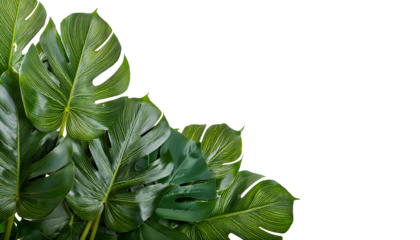 monstera plant leaves isolated on transparent background, png monstera leaves cutout