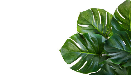 monstera plant leaves isolated on transparent background, png monstera leaves cutout