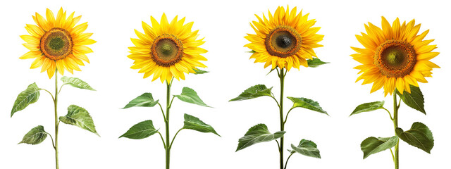 An isolated sunflower flower on a transparent background, yellow flower isolated, photo of summer flowers, png