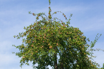 Reife rote Äpfel an einem Apfelbaum hängend, Deutschland
