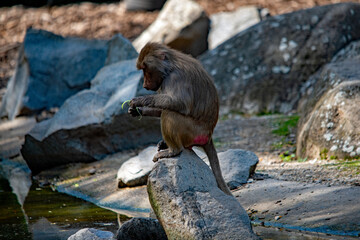 Pavian bei Futtersuche auf Felsen-Augsburger Zoo