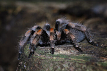Hamorii tarantula on a wood, Animals closeup