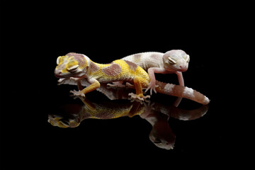 Baby leopard gecko lizard isolated on black, eublepharis macularius