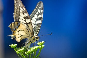 macrofotografia de mariposa posada sobre flor con fondo azul. 