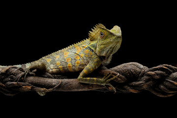 Forest dragon reptile on a branch, Gonocephalus chamaeleontinus, isolated on black