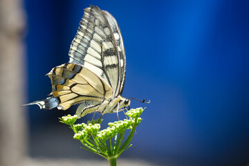 macrofotografia de mariposa posada sobre flor con fondo azul. 