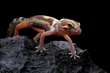 Baby leopard gecko lizard on a rock, eublepharis macularius