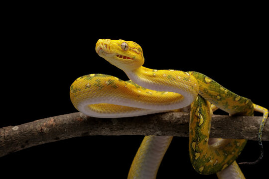Green tree python on branch, Morelia viridis